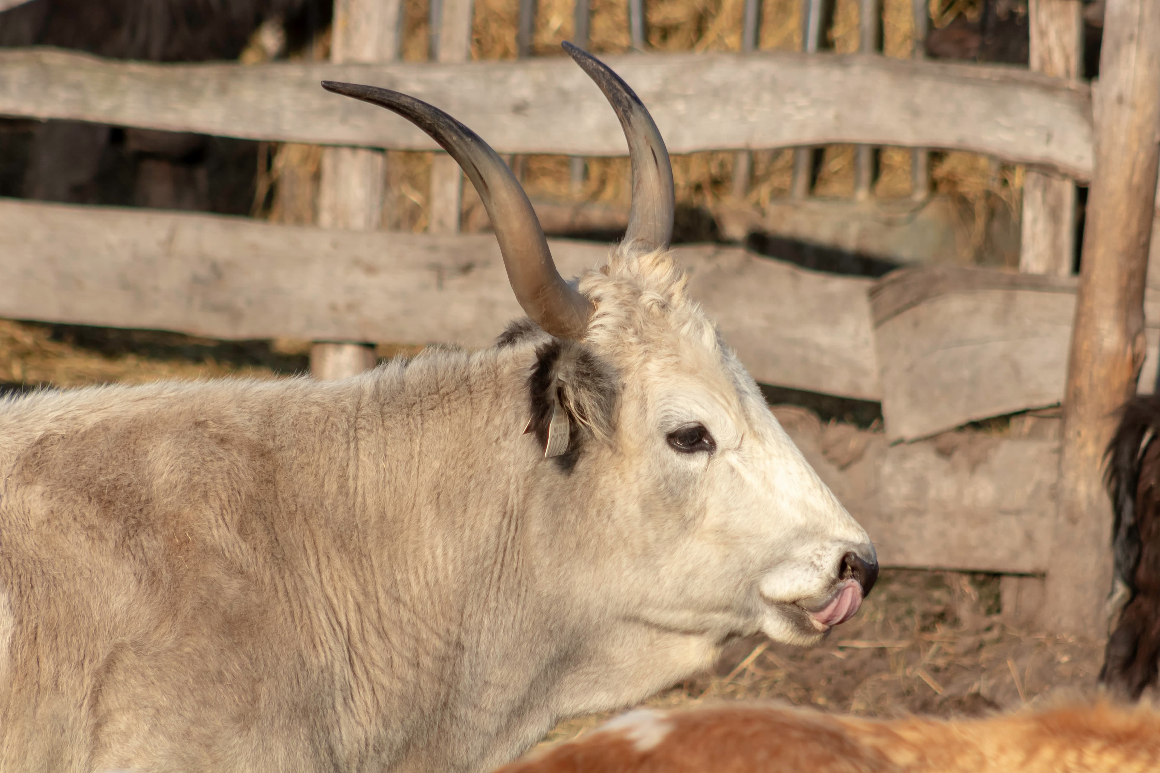 A herd of long-horned Ankole-Watusi cattle, common in Northern Nigeria.