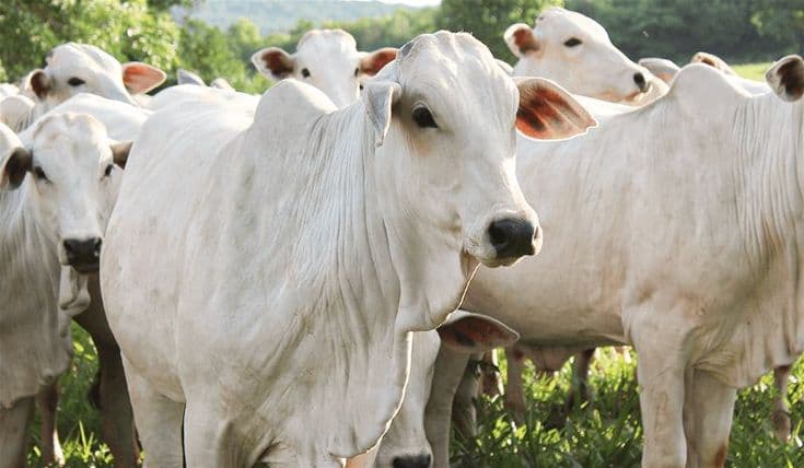 Healthy Fulani cattle at a ranch in Kano, part of the NLGAS 25 strategy.