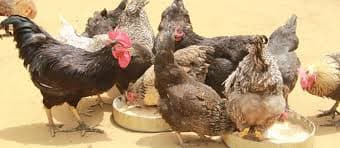 Pastoralist Development Forum