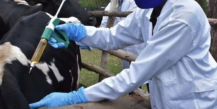 Cattle receiving vaccinations from a health worker in Kano.