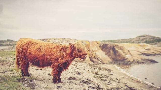 A Zebu cow, a common breed in Nigeria.