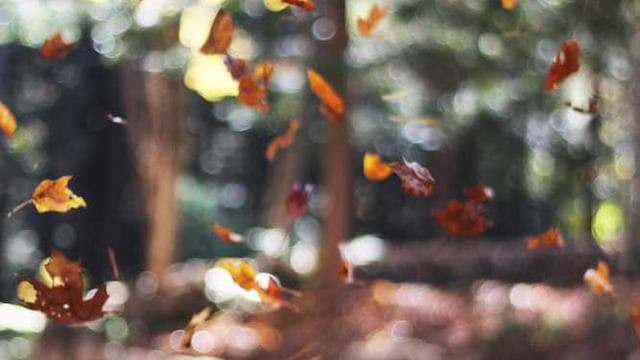A female farmer from the Hausa ethnic group in Nigeria.