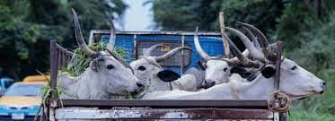 Veterinary Outreach Program