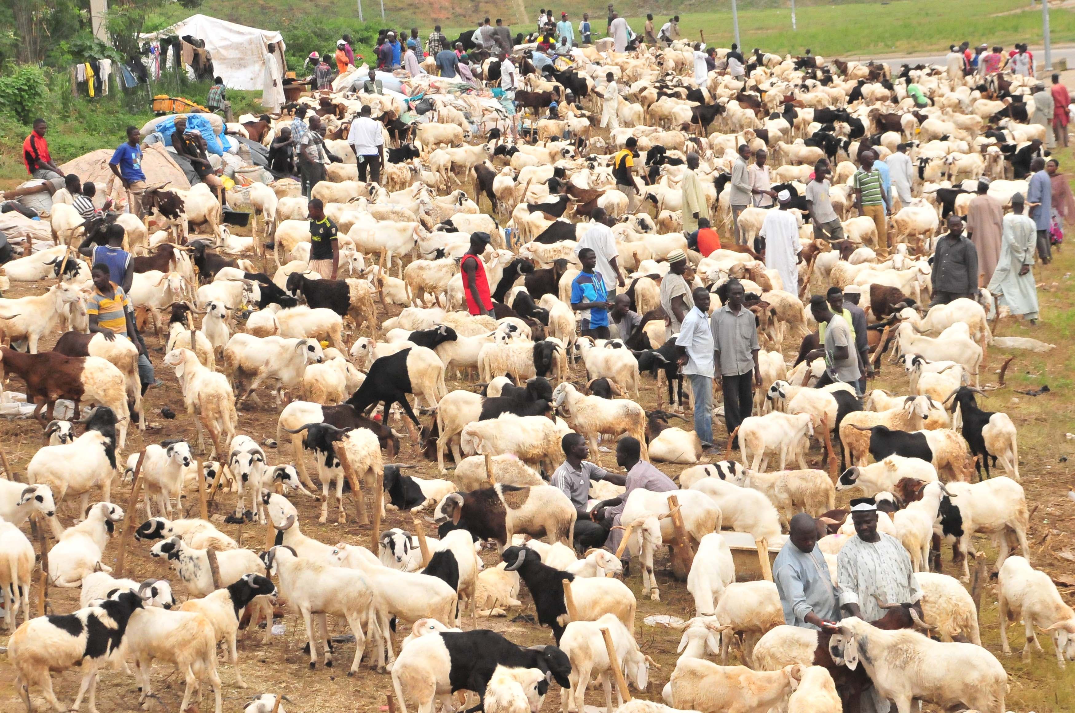 Veterinary professionals providing care to livestock in Kano.